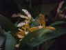 Maxillaria picta