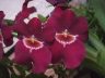 Miltonia Jean Carlson 'Soquel'