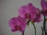 (Phal. Ida Fukamura x Dtps. King Shaw Rose)