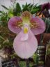 Paph. Micranthum Mike