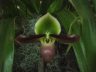 Paph. mastersianum