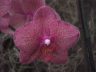 Phal. Brother Lance 'TK'