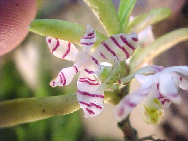 trichoglottis