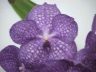 Vanda Kultana Blue