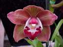 Cym. Karen Pepper