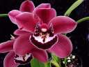 Cym. Mouse Eyes
