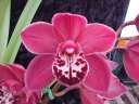 Cym. Mustang Ridge 'Miki'
