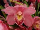 Cym. Polly Stark 'Charm'