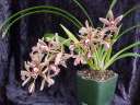 Cym. (pumilum x parishii)