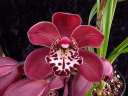 Cym Red Beauty x Ruby Eyes