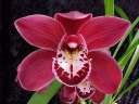 Cym Red Beauty x Ruby Eyes