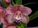 Cym. (Rincon Fairy x Showoff)