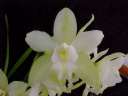 Cym. Sleeping Dawn