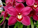 Cym. Dorothy Rowe 'Showoff'