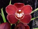 Cym. (Lady Spring x Cym. Red Panther)