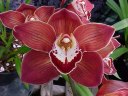 Cym. (Lady Spring x Claude Pepper)