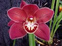 Cym. (Lady Spring x Claude Pepper)