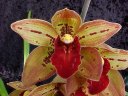 Cym. Splatters 'Red Velvet'