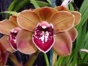 Cym. Foxy Lady 'Kathleen'