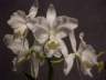 Cattleya labiata alba