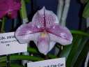 paph. French Can-Can 'Nana'