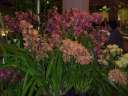 Casa de las Orquideas display