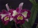 Blc. Chinese Beauty