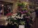 Norman's Orchids display