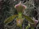 Paph. tonsum B/CSA