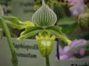 Paph. venustum album