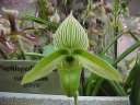 Paph. wardii album HCC/AOS