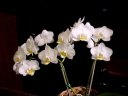 Phal. Ho's Amaglade 'South Coast'