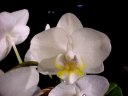 Phal. Ho's Amaglade 'South Coast'