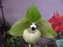 Paph. malipoense 'Silmaril'