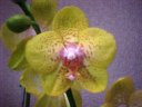 Phal. Taida Lawrence