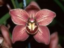 Cym. Clarisse Pepper first bloom