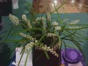 Eria cepifolia