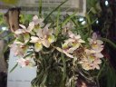 Holcoglossum rupestris 'Yashita'