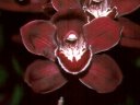 Cym. Lady Spring 'Nancy'