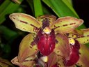 Cym. Splatters 'Red Velvet'