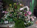 Swanson & Marosz display