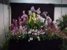 Sunset Orchids display