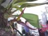 Bulbophyllum lavanae