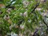 Epidendrum pilliferum 'Santa Barbara'