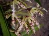 Maxillaria picta