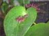 Pleurothallis species