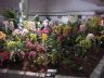Torrance Cymbidium Society