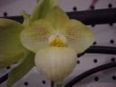 Paph. Fumi's Delight