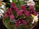 Lycaste Jackpot 'Santa Barbara'