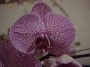 Phal. Double Delight 'Norman's'